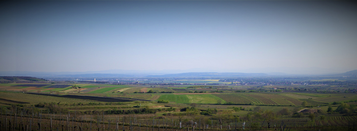 Virtuelle Tour durchs Weingut Patzl