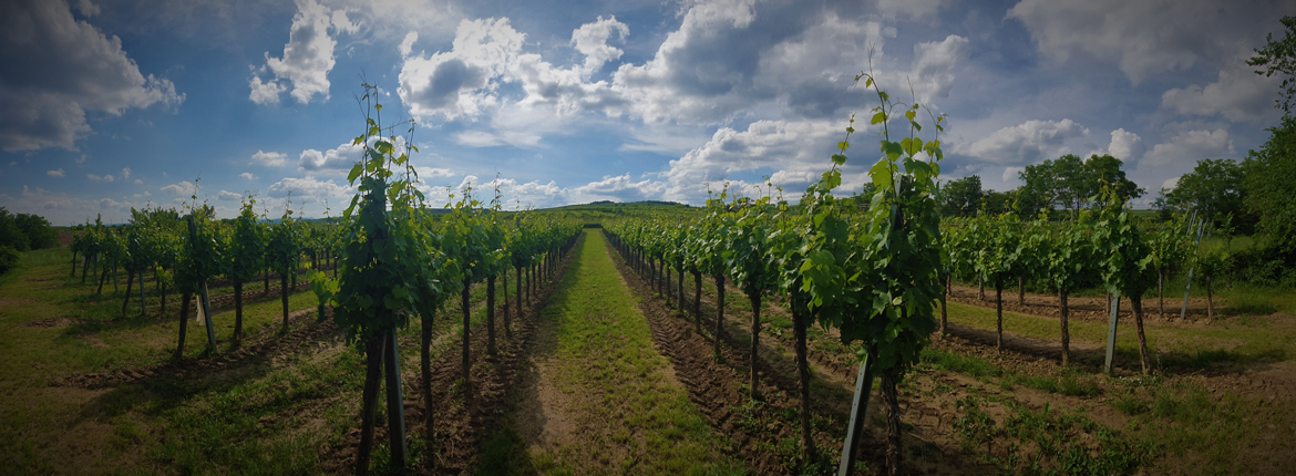 Virtuelle Tour durchs Weingut Patzl